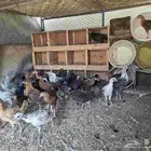 فراريج للبيع عمر من 3 شهور الى 3 شهور ونص