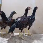 دجاج باكستاني اصل