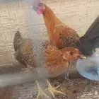 طقم دجاج البيع