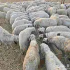 طليان يمنيه شبيه الحري شحم ولحم مرابي شهر ونص .