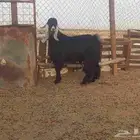 تيس عارضي للبيع