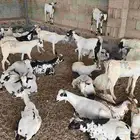 تيوس يمنيه مرابي شهرين ونص