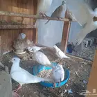 حمام قمري