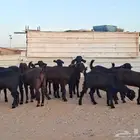 جفار شاميات خصم العدد 10