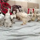 فروخ براهما كولمبي مستوى طيب