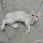 للتبني لمن يخاف الله فيهم