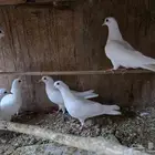 للبيع فروخ حمام صنعاوي