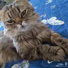 قط هادئ جدا للتبني مع اكله وترابه