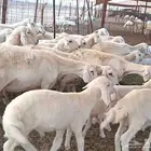 غنم حريات خالفات العدد 22بالفحل البهم 21 راس