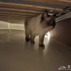 Two Beautiful Male Cats for Adoption (12 Months Old)