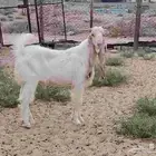 تيس