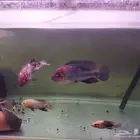 سمك نهري فيقا