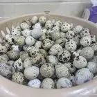 بيض طائر السمان