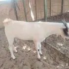 تيس بيشي