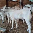 تيوس للبيع