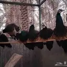 طواويس مكس جاوا عمر سنه