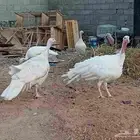 دجاج رومي ابيض منتج