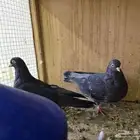حمام قطايف الخرج