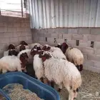 ضحايا نعيم كلش خروف