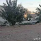 نخل برحي للبيع