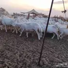 ضان حرية جنب