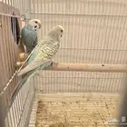 زوج بادجي