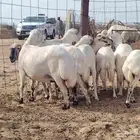 غنم رفيد العدد 12 رأس