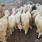 خرفان سواكني