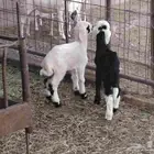 دواقير العدد 3 رخل نجد 2 نعيميه 1 عمارهن سبوع سليم من جميع