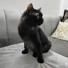 قط ذكر لتبني