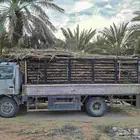 New palm fronds for arish and umbrellas