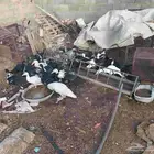 بط مسكوفي العمر 3 شهور ونص مشكل ذكور واناث سمان ونظيفات