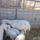 شاه رفيدية معها توم طلي ورخل