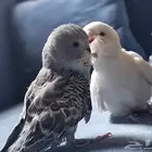 فروخ بادجي غر