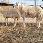 طلي فحل سنه توه سدس مشروط