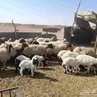 غنم موليده نعيمي