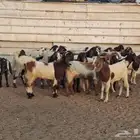 جفار هجين قبرصي ربد فاخره العدد 23