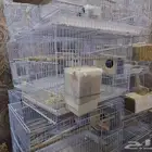 اقفاص حجم 600 للبيع مستعمله ونظيفه مره العدد 20 قفص