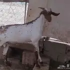 جفر مشروع فحل