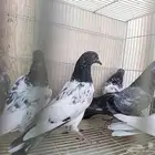 حمام باكستاني طيار