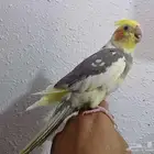 ذكر كروان اليف