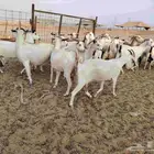 معزا بيشي دفيع جروم