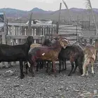 غنم سواكن سمان حجم كبير مضاريع ودفيع وديوسها سلم االعدد سبعه