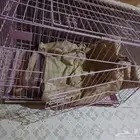 شبك قط كبير