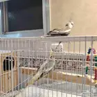 زوج كروان السعر قابل للتفاوض