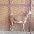 عناق عمانيه