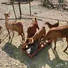 ثلاث غنم دهم تحتها ثلاثه ذكور