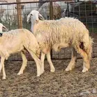 رخال جدعات حرش