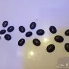 فصوص اجات اسود طبيعي