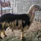 فحل نجدي صنف